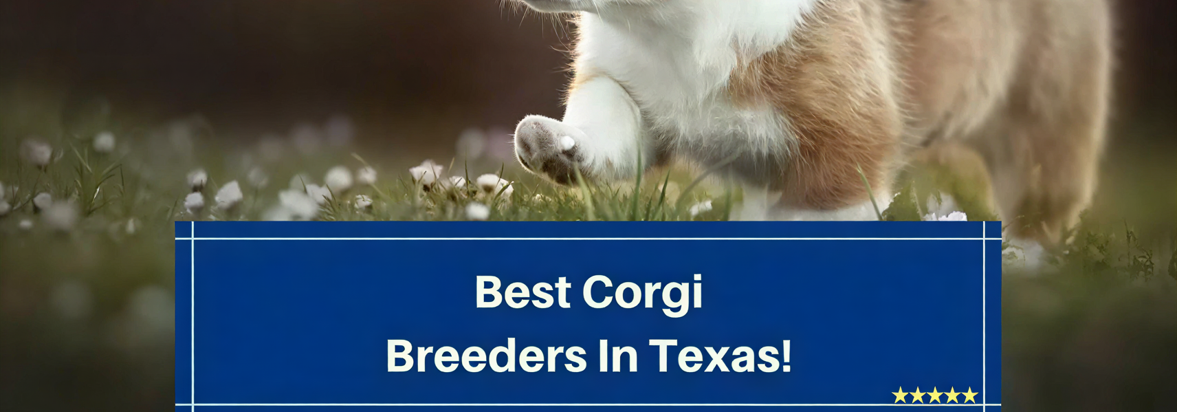 Michael Davis with Corgis